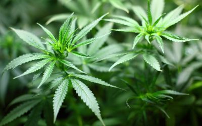 Te mit tudsz az orvosi kannabiszról?