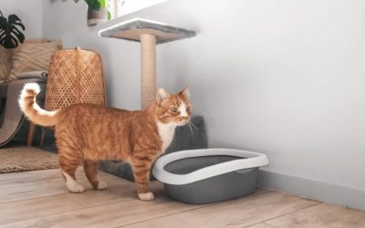 A macska felelős tartásának alapjai