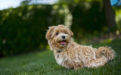 Ideális kutya-e számodra a maltipoo?